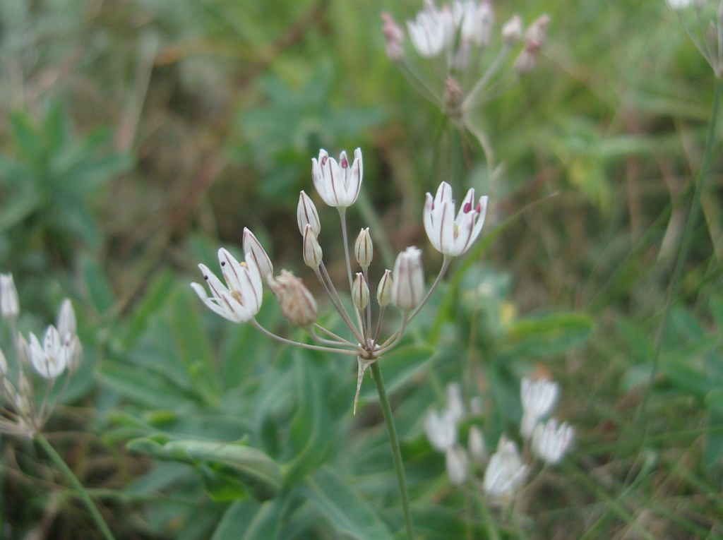 Image of Allium inaequale specimen.