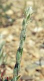 Corispermum hyssopifolium