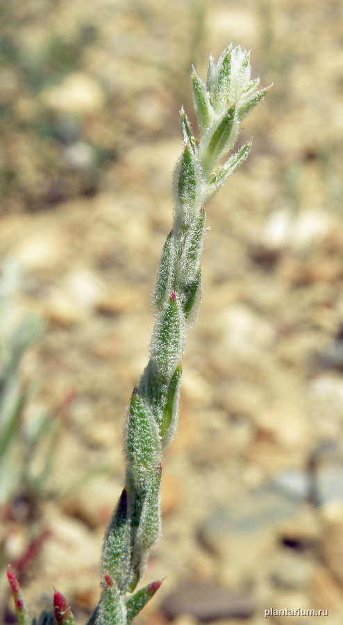 Image of Corispermum hyssopifolium specimen.