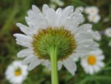 Leucanthemum vulgare. Обёртка соцветия-корзинки. Московская обл., окр. Электрогорска, долина р. Б. Дубна, разнотравный луг. 09.07.2017.