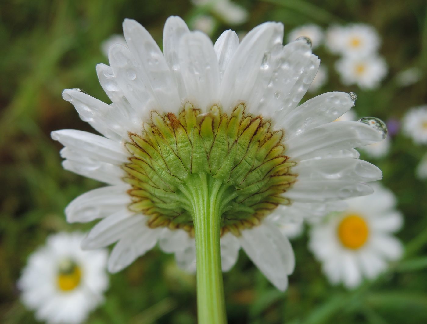 Изображение особи Leucanthemum vulgare.