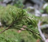 Thamnobryum alopecurum. Веточка гаметофита (изъята). Краснодарский край, Сочи, окр. Хосты, Тисо-самшитовая роща, замшелая скала. 14.07.2017.