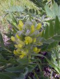 Astragalus sieversianus