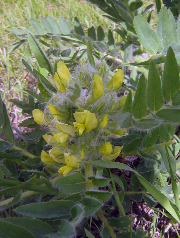 Изображение особи Astragalus sieversianus.