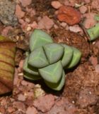 Corpuscularia lehmannii. Верхушка побега. Израиль, Шарон, г. Герцлия, двор многоэтажного дома, цветник. 20.05.2017.