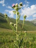 Cirsium polyacanthum