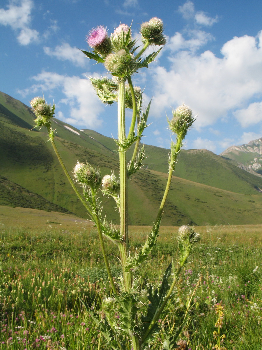 Изображение особи Cirsium polyacanthum.