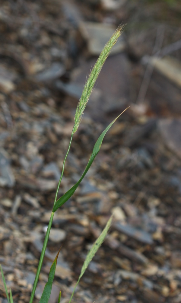 Изображение особи Elymus woroschilowii.