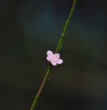 familia Rosaceae. Часть побега с цветком. Китай, Гуанси-Чжуанский автономный р-н, окр. деревни Мингши, берег канала. 6 марта 2016 г.