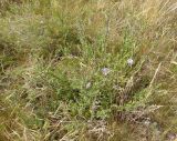 Aster bessarabicus