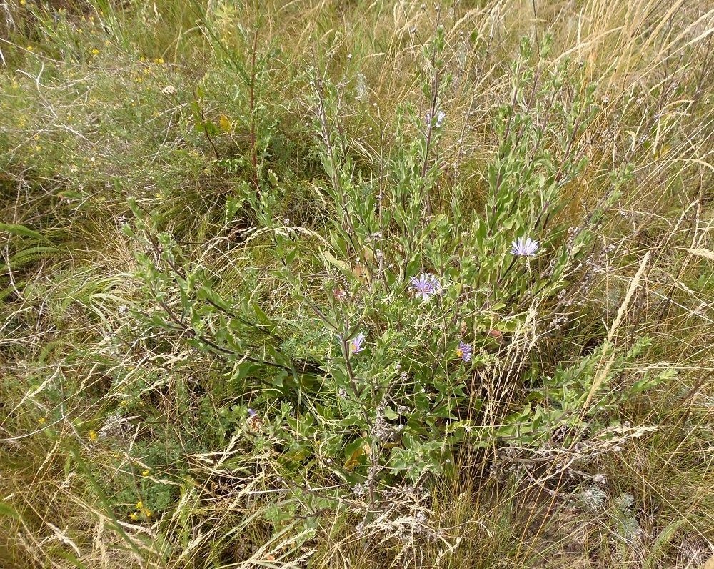 Image of Aster bessarabicus specimen.