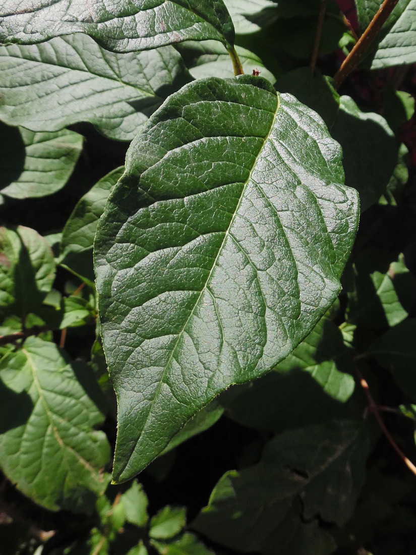 Изображение особи Syringa villosa.