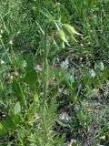 Papaver pavoninum