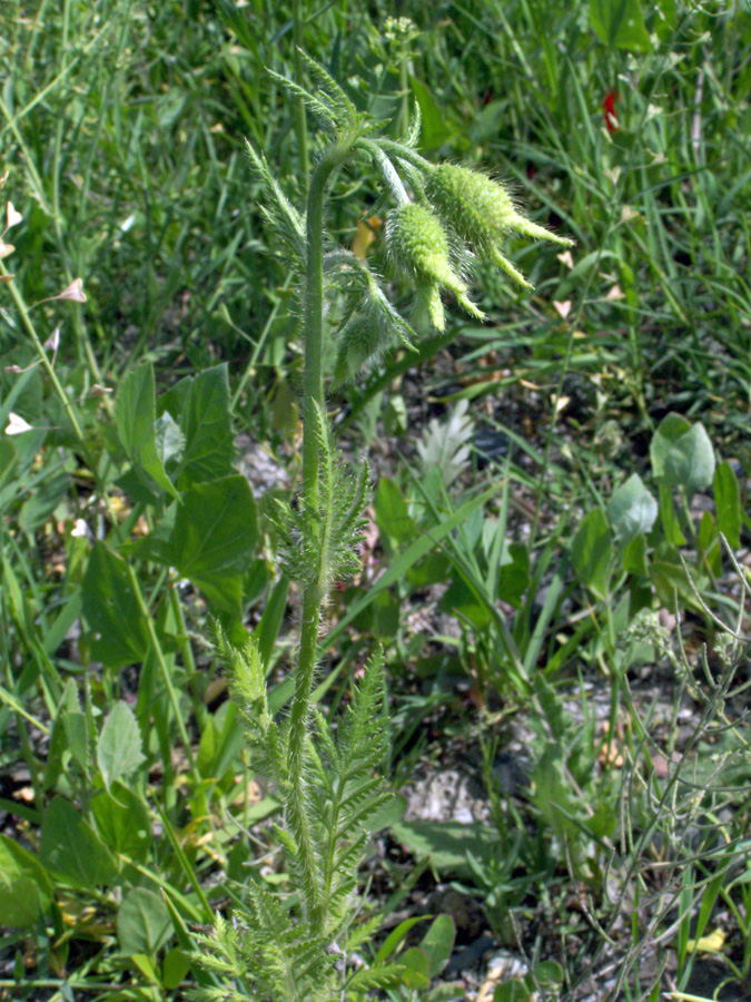 Image of Papaver pavoninum specimen.