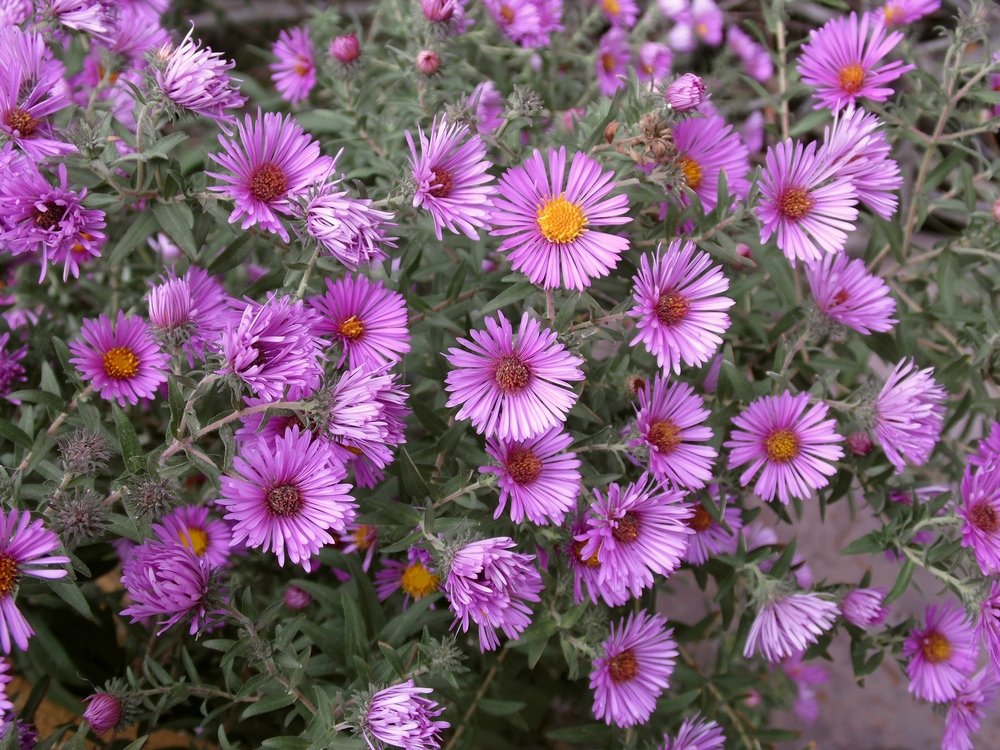 Изображение особи Symphyotrichum novae-angliae.