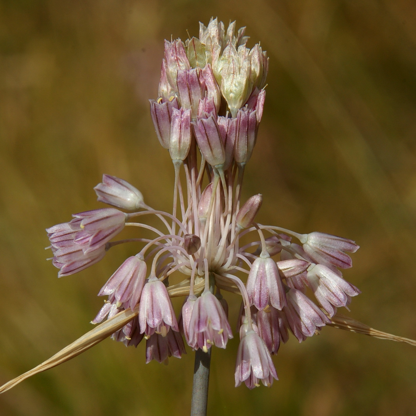 Изображение особи Allium paniculatum.