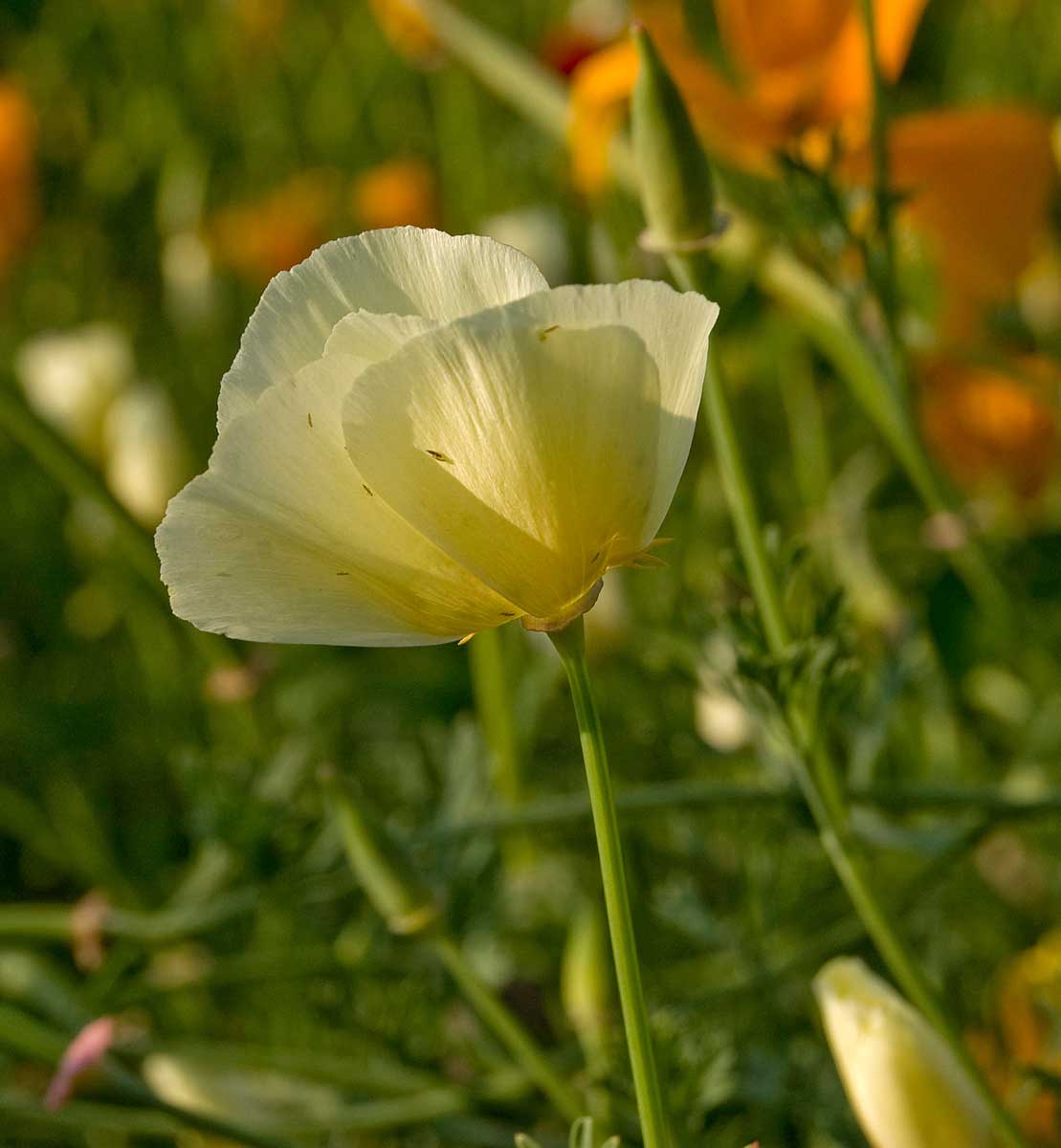 Изображение особи Eschscholzia californica.