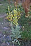 Verbascum songaricum. Цветущее растение. Таджикистан, Фанские горы, долина р. Чапдара, ≈ 2600 м н.у.м., сухой склон. 30.07.2017.