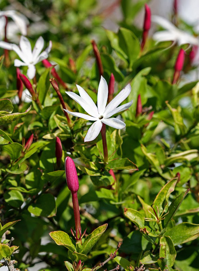 Image of Jasminum laurifolium specimen.