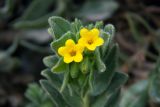 Alkanna orientalis