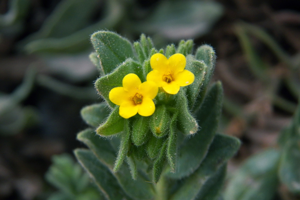 Image of Alkanna orientalis specimen.