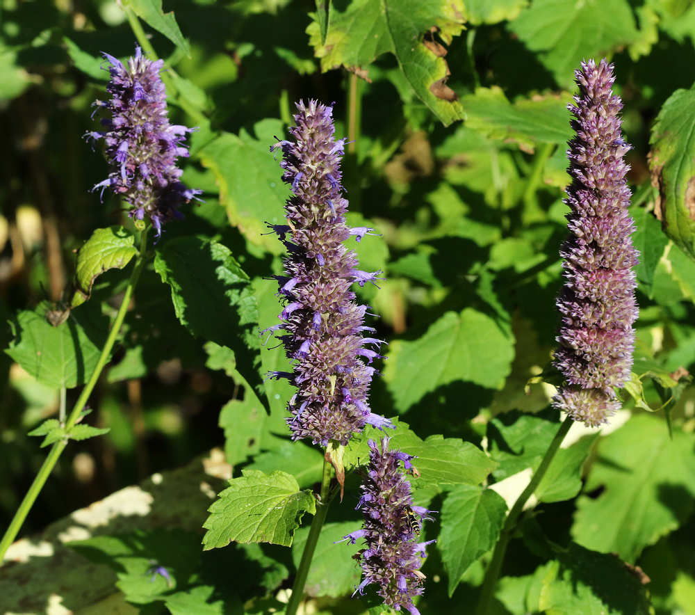 Изображение особи Agastache rugosa.