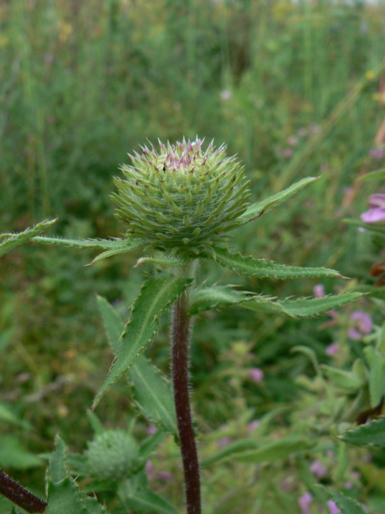 Изображение особи Cirsium vlassovianum.