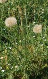 Tragopogon capitatus