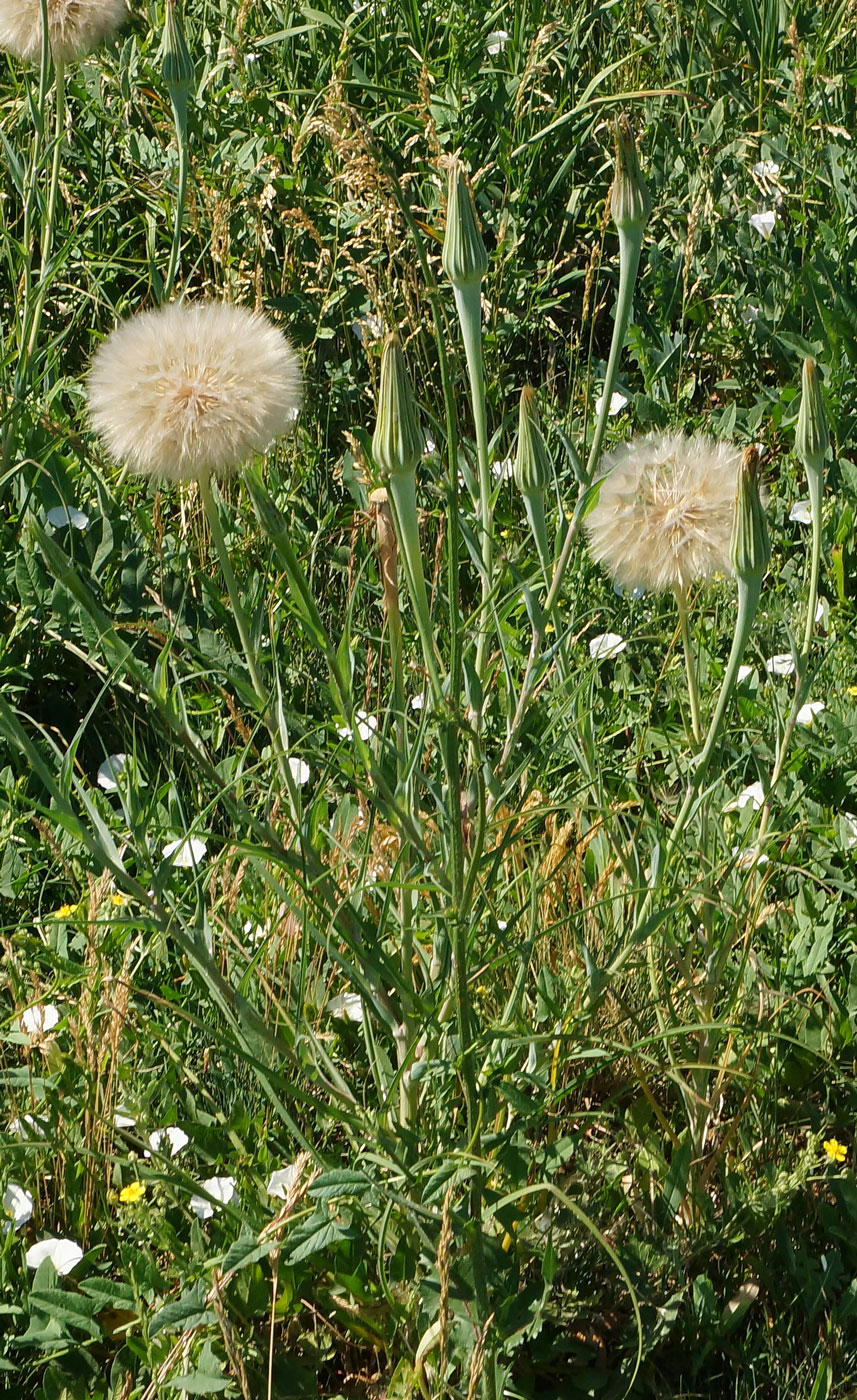 Изображение особи Tragopogon capitatus.