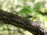 Ulmus glabra