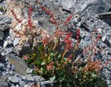 Oxyria digyna. Плодоносящее растение. Таджикистан, Фанские горы, перевал Лаудан, ≈ 3600 м н.у.м., осыпающийся каменистый склон. 04.08.2017.