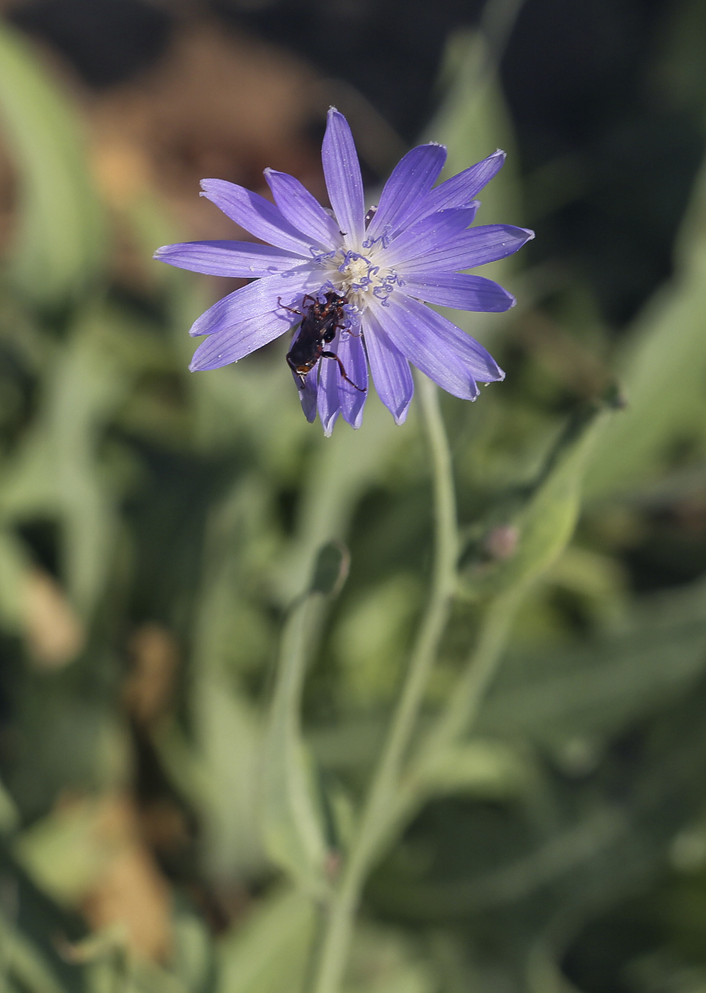 Image of Lactuca tatarica specimen.