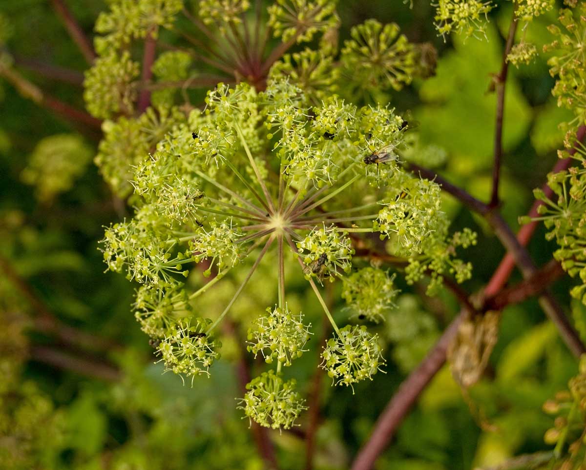 Изображение особи Archangelica officinalis.