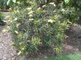 Grevillea exul. Ветвь с соцветиями. Австралия, г. Брисбен, ботанический сад. 27.12.2017.
