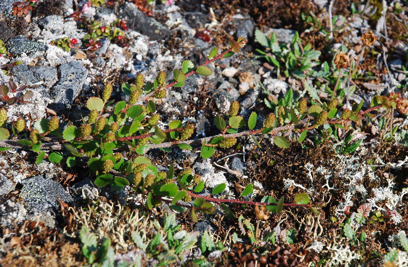 Image of Betula exilis specimen.