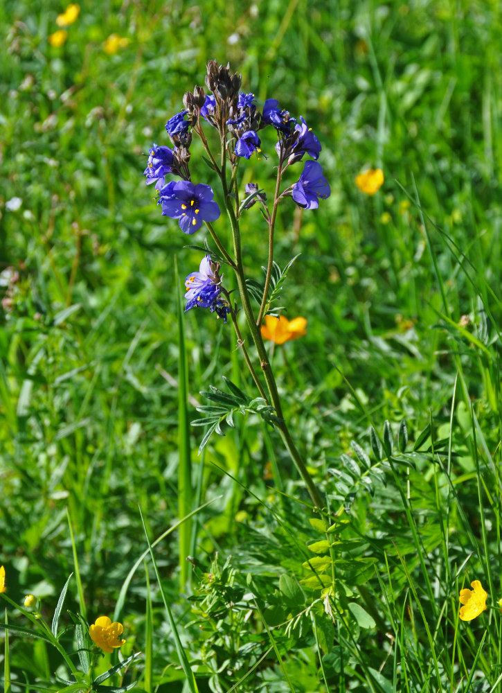 Image of Polemonium caeruleum specimen.