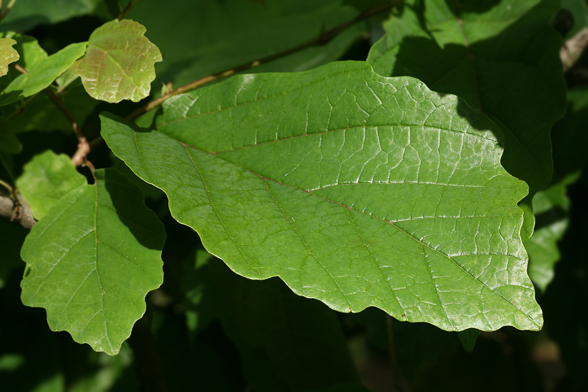 Изображение особи Hamamelis virginiana.