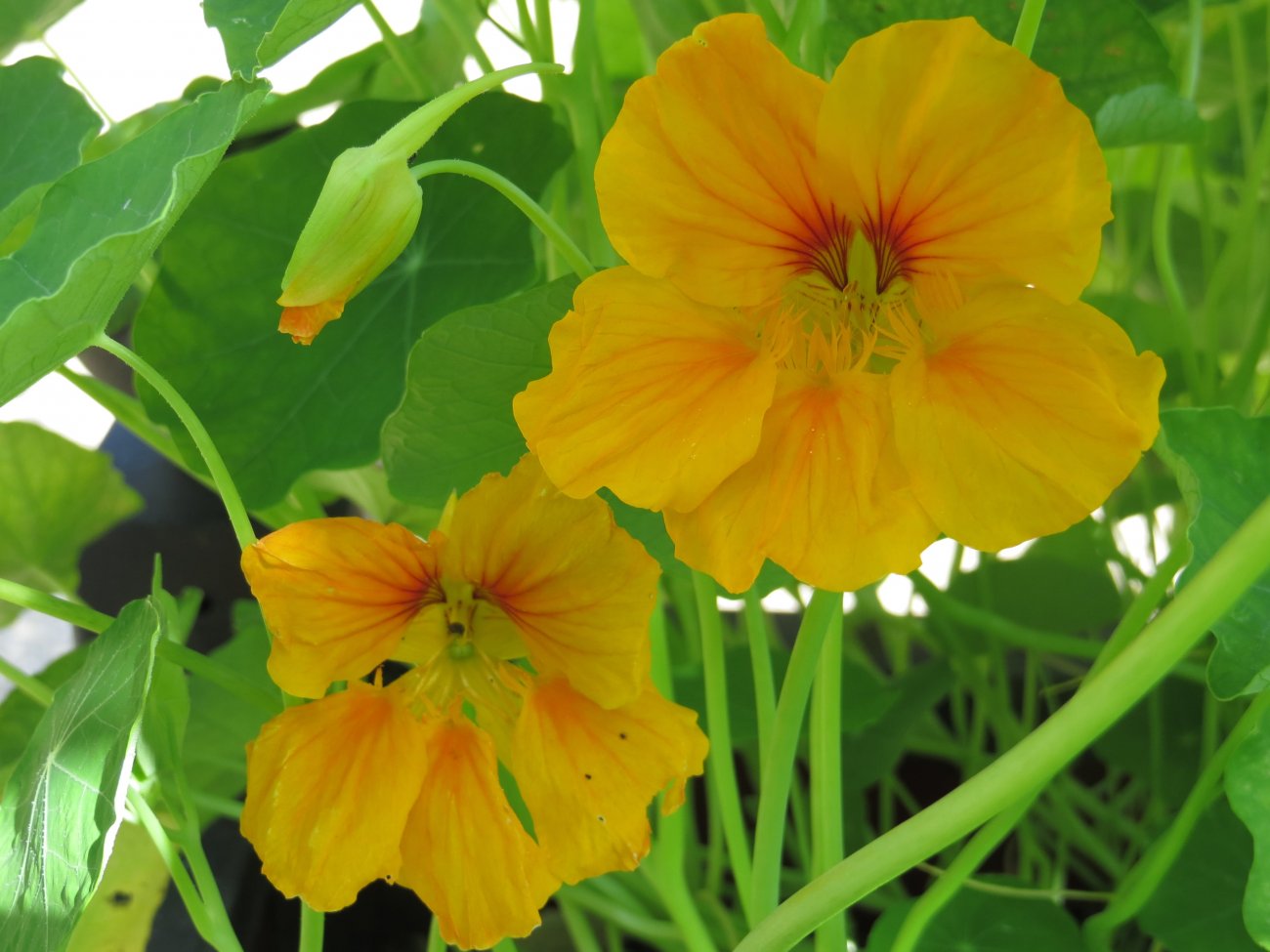 Image of Tropaeolum majus specimen.