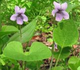 Viola epipsila