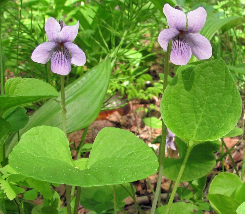 Image of Viola epipsila specimen.
