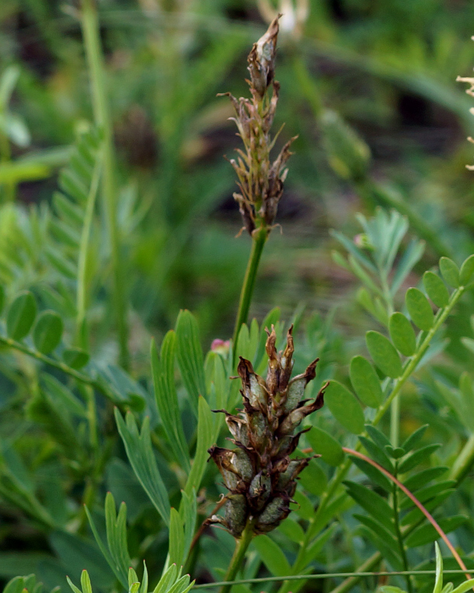 Изображение особи Astragalus inopinatus.