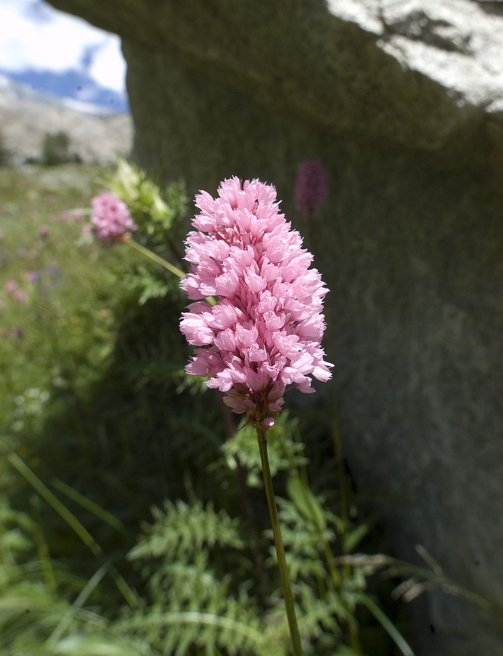 Изображение особи Bistorta carnea.