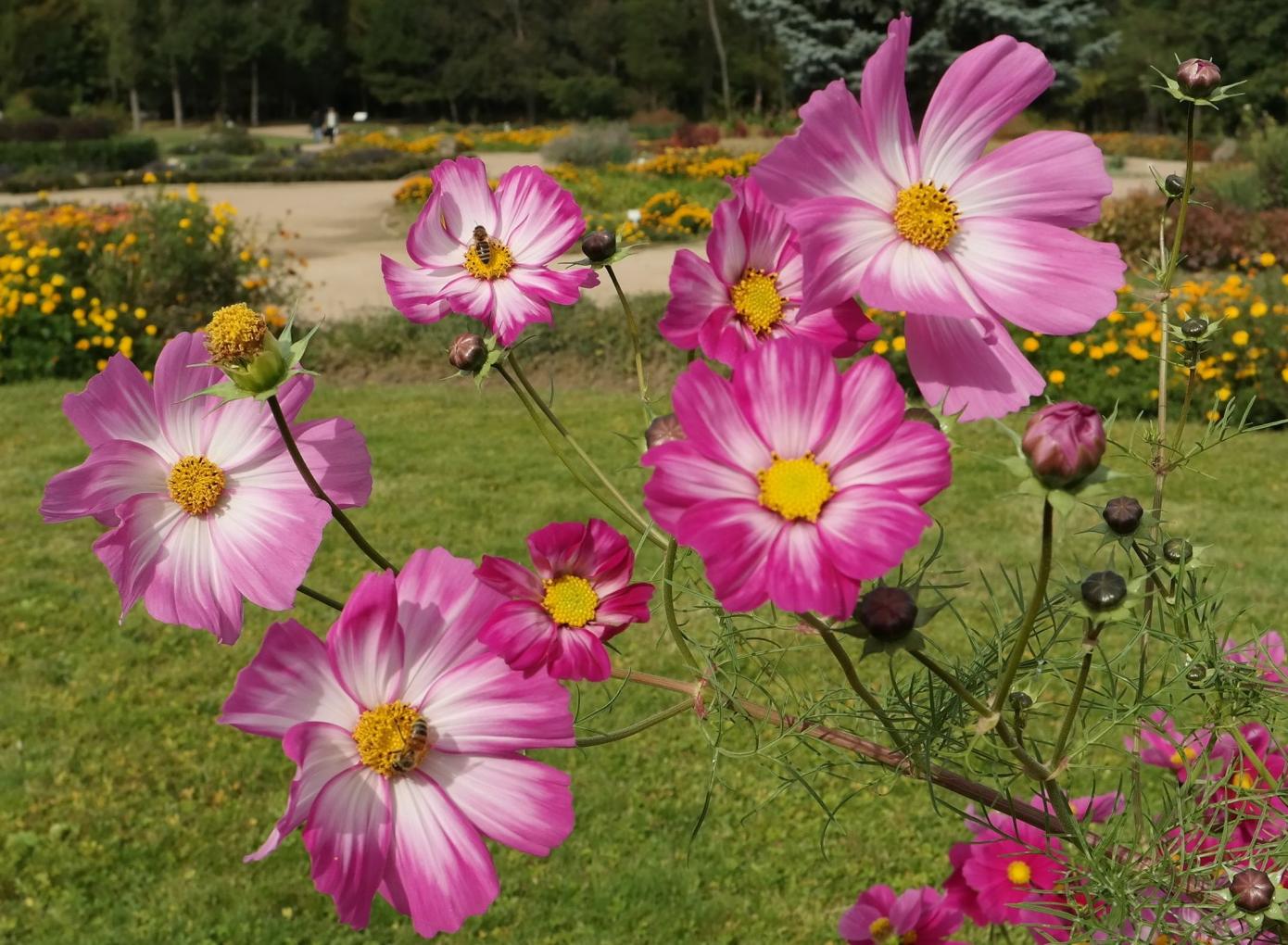 Изображение особи Cosmos bipinnatus.