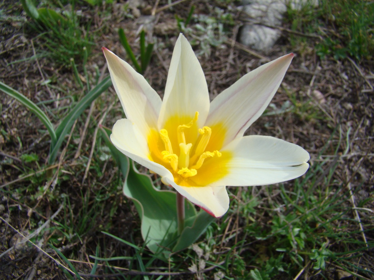 Изображение особи Tulipa kaufmanniana.