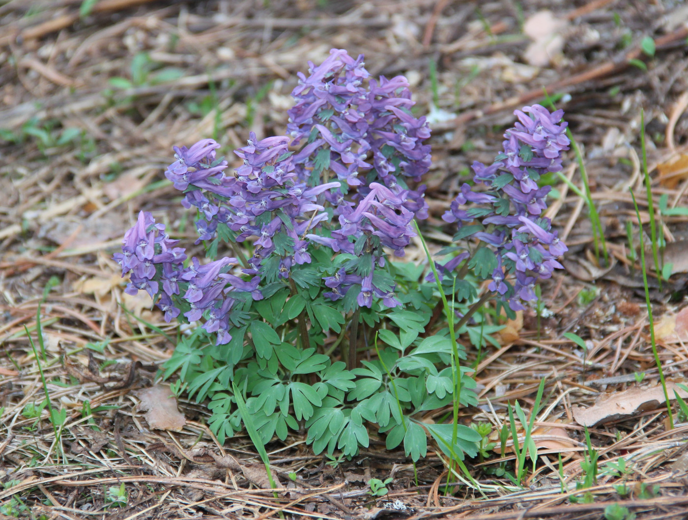 Image of Corydalis solida specimen.