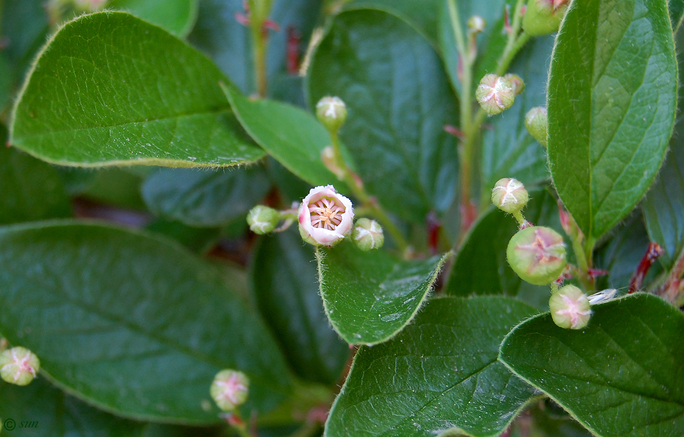 Изображение особи Cotoneaster lucidus.