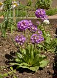 Primula denticulata