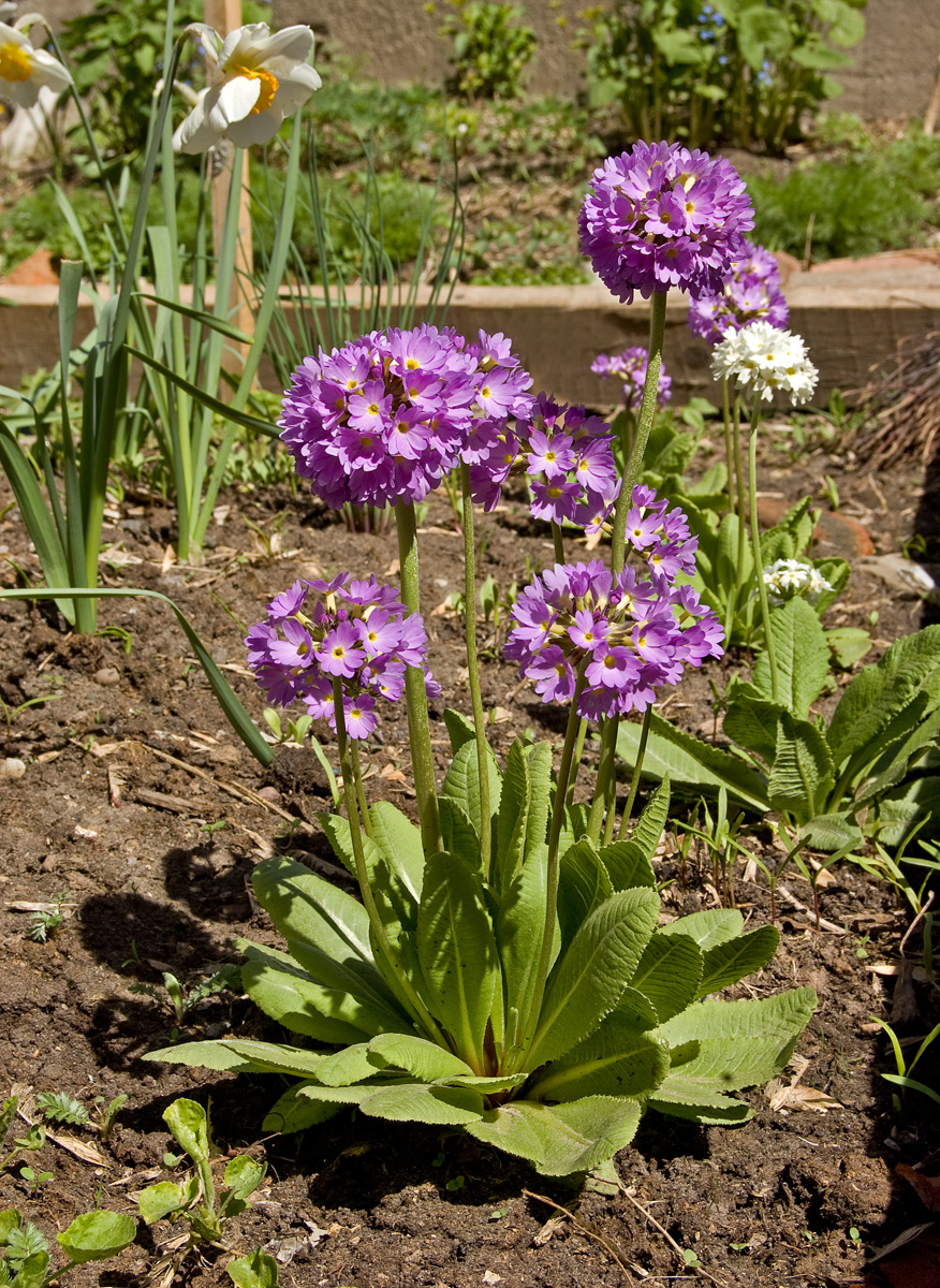 Image of Primula denticulata specimen.