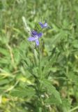 Veronica jacquinii