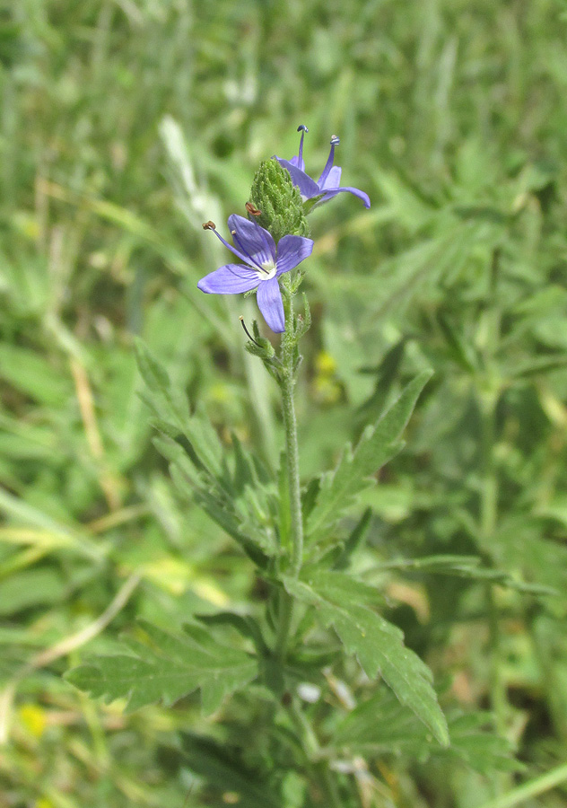 Image of Veronica jacquinii specimen.